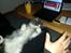 Blanding af racer Fluffy<3 R.I.P - Hånden angriber mavsen :D