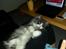 Blanding af racer Fluffy<3 R.I.P - mmm Putte ved moar er dejligt :D<3