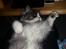 Blanding af racer Fluffy<3 R.I.P - high five :D