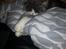 Blanding af racer Fluffy<3 R.I.P - <3