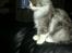 Blanding af racer Fluffy<3 R.I.P - Så fint man kan sidde :D