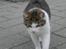 Huskat misser