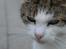 Huskat misser