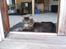 Maine Coon obelix Himmelkat
