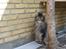 Maine Coon obelix Himmelkat