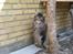 Maine Coon obelix Himmelkat
