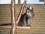 Maine Coon obelix Himmelkat