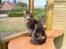 Maine Coon obelix Himmelkat
