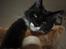 Maine Coon DK's Lillieqvist's Backgammon (Tyson)