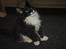 Maine Coon DK's Lillieqvist's Backgammon (Tyson)