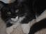 Maine Coon DK's Lillieqvist's Backgammon (Tyson)