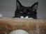 Maine Coon DK's Lillieqvist's Backgammon (Tyson)