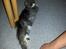 Blanding af racer Fluffy<3 R.I.P - <3