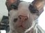 Cornish Rex DK Løveid Go for Baroque "Mew"
