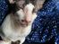 Cornish Rex DK Løveid Go for Baroque "Mew"