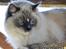 Ragdoll Arsenal bliv Grand International Premier