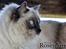 Ragdoll Arsenal bliv Grand International Premier