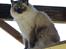 Ragdoll Arsenal bliv Grand International Premier
