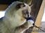 Ragdoll Arsenal bliv Grand International Premier