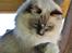 Ragdoll Arsenal bliv Grand International Premier