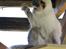 Ragdoll Arsenal bliv Grand International Premier