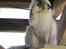 Ragdoll Arsenal bliv Grand International Premier