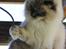Ragdoll Arsenal bliv Grand International Premier