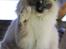 Ragdoll Arsenal bliv Grand International Premier