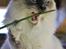 Ragdoll Arsenal bliv Grand International Premier