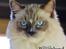 Ragdoll Arsenal bliv Grand International Premier