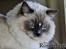 Ragdoll Arsenal bliv Grand International Premier