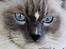 Ragdoll Arsenal bliv Grand International Premier