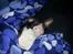 Cornish Rex Selena Light's Zodiak of Loveid