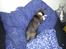 Cornish Rex Selena Light's Zodiak of Loveid - Zodi stjal ofte meget af puden.