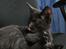 Huskat Nox - 08-08-2013
