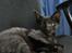 Huskat Nox - 08-08-2013