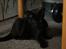 Huskat Nox - 08-08-2013