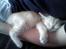 Huskat Sofie - Her ligger hun på min lillebrors arm, det er jo hårdt at være kat.. ;-)