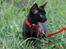 Huskat Nox - 09-08-2013