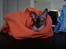 Sphynx Lukaz