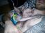 Sphynx Lukaz - Lukaz putter hos jonas (igen!) 