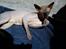 Sphynx Lukaz