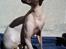 Sphynx Lukaz - <3
