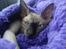Sphynx Lukaz - ZzZzzz...