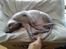Sphynx Lukaz