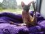 Sphynx Lukaz -  :D .. 