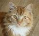 Maine Coon Lucifer