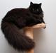 Sibirisk Kat S* Mickeltass Malaco