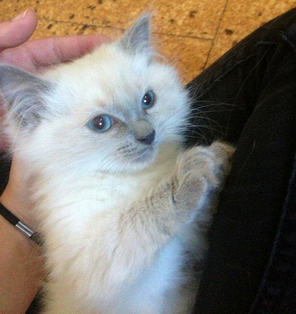 Ragdoll Miss Nova - På besøg hos Nova... billede 3