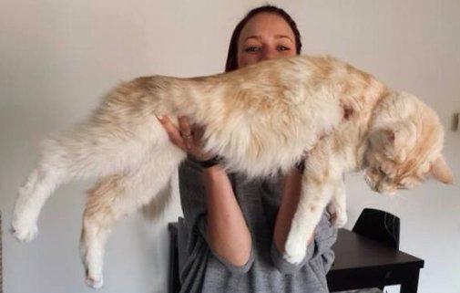 Maine Coon Neelix - Neelix halvandet år gammel billede 18